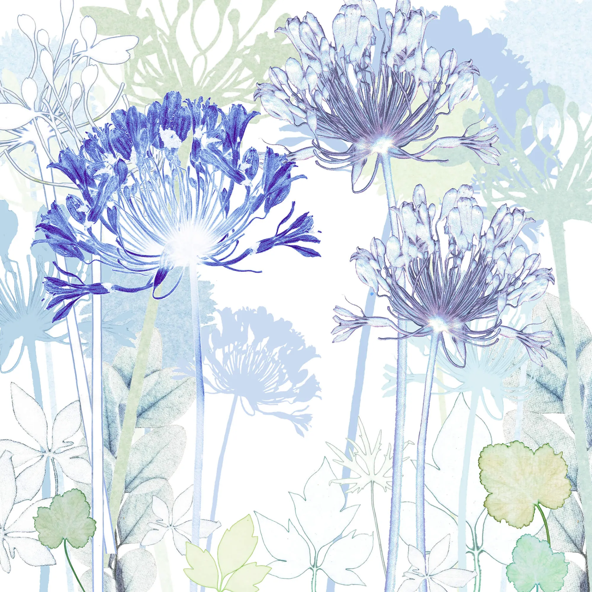 Unframed Prints*Whistlefish Agapanthus Garden Art Print