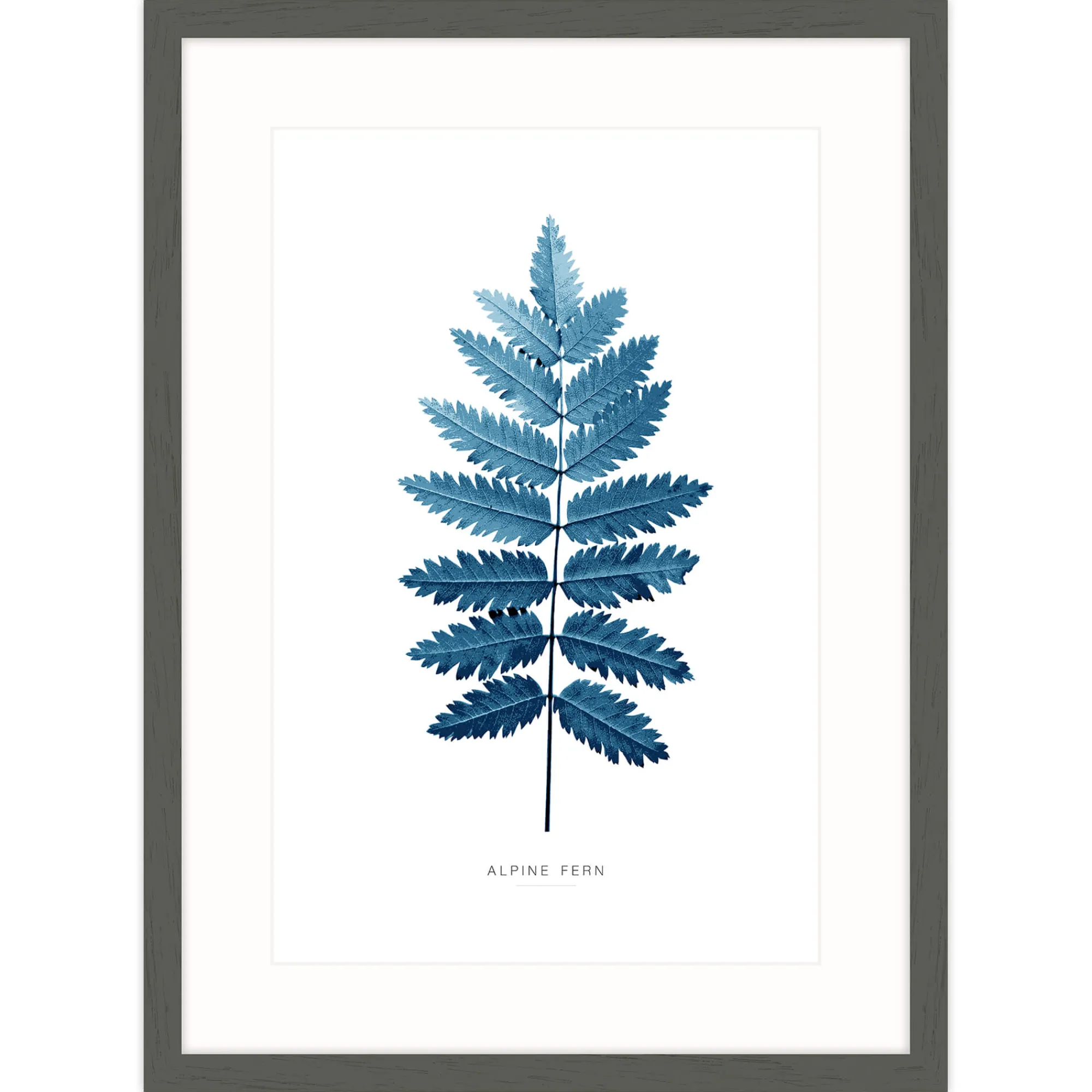 Floral & Flowers|Framed Prints*Whistlefish Alpine Fern Framed Print