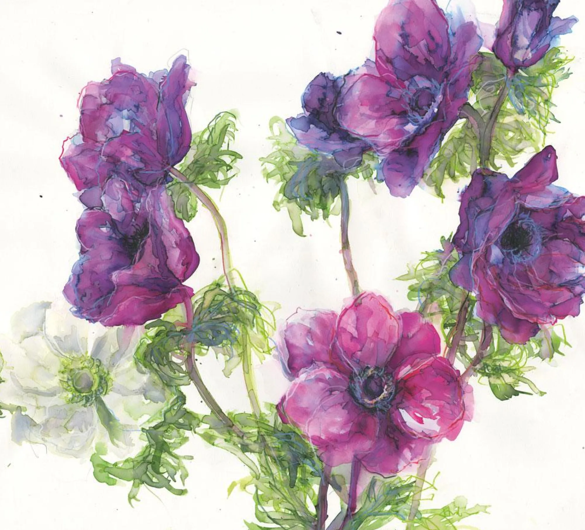 Unframed Prints*Whistlefish Anemones Floral Art Print