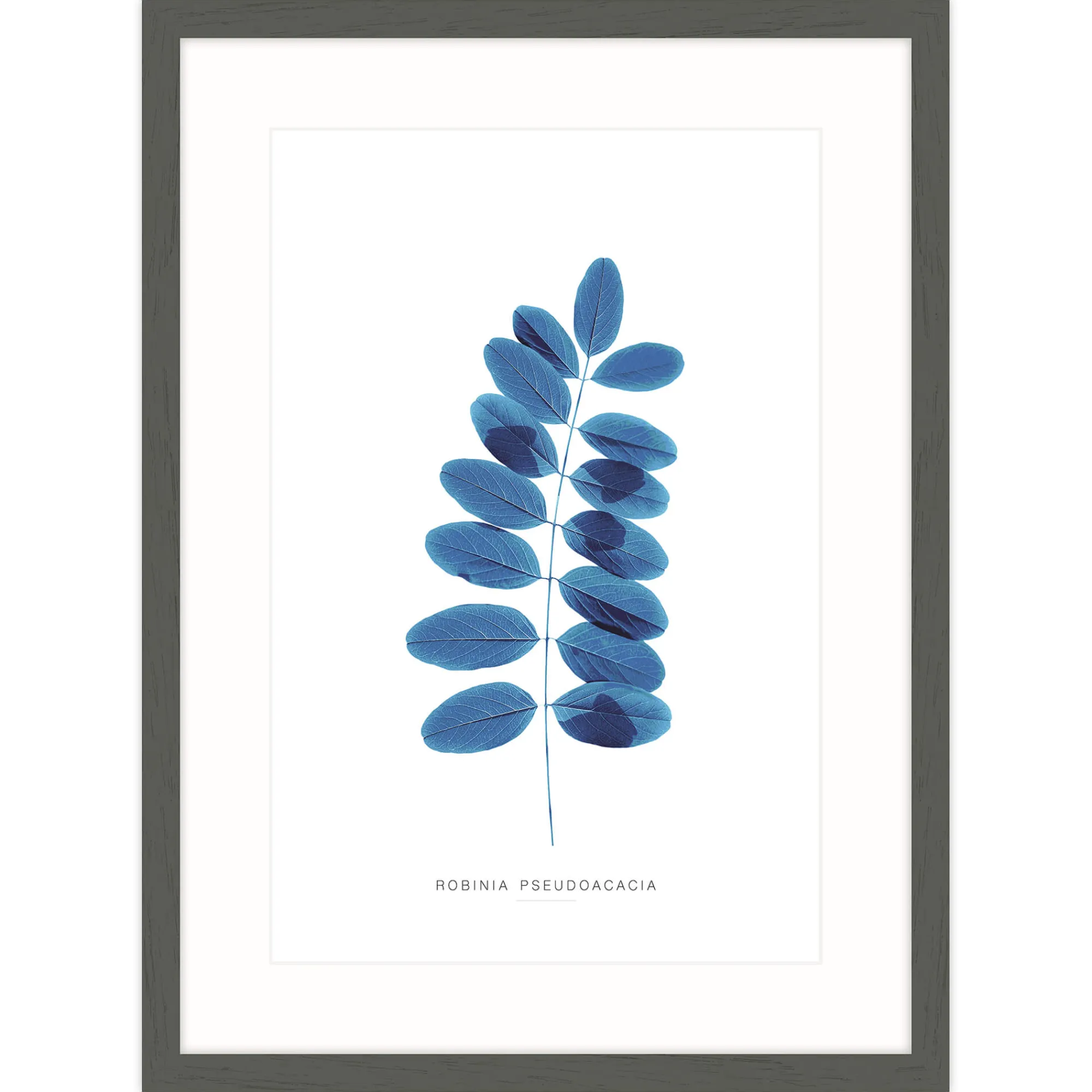 Floral & Flowers|Framed Prints*Whistlefish Blue Robina Framed Print