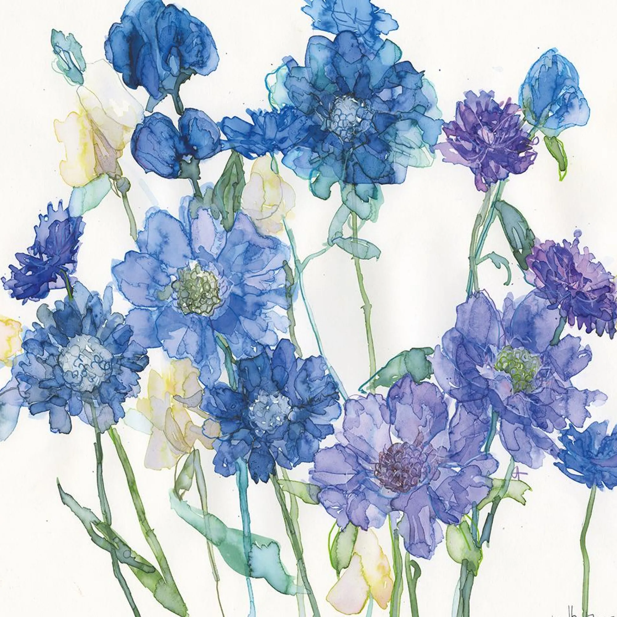 Unframed Prints*Whistlefish Cornflowers And Mixed Scabious Art Print