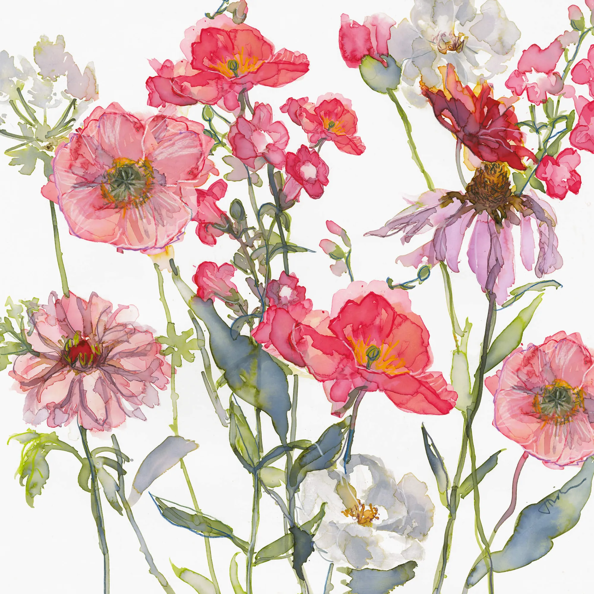 Unframed Prints*Whistlefish Dahlia, Pensleman & Echinacea Art Print