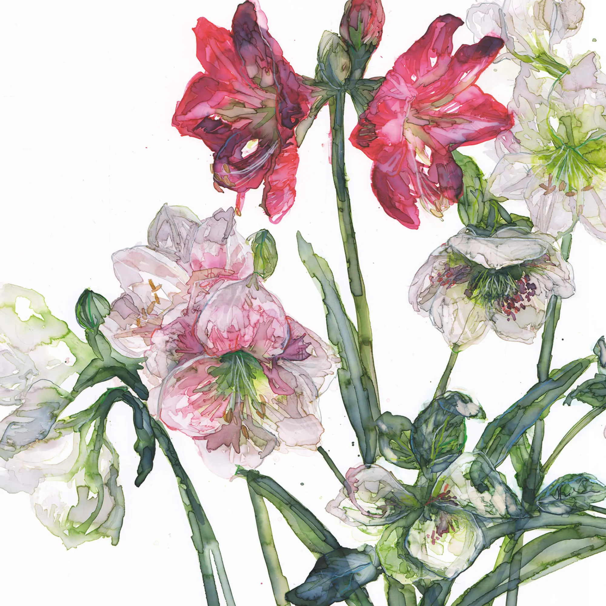 Unframed Prints*Whistlefish Mixed Amaryllis And Hellebore Art Print