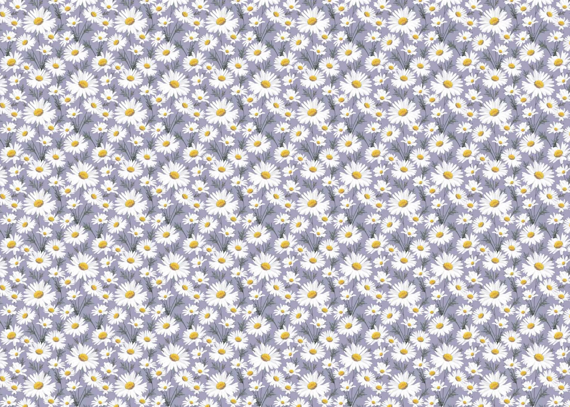 Gift Wrap|Birthday*Whistlefish Oxeye Daisy Wrapping Paper