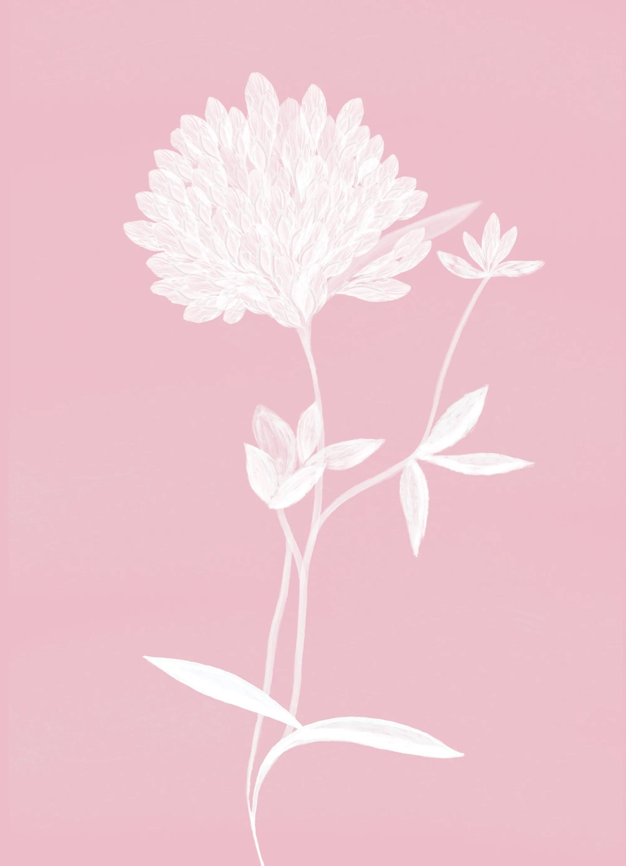 Unframed Prints*Whistlefish Pink Clover Small Art Print