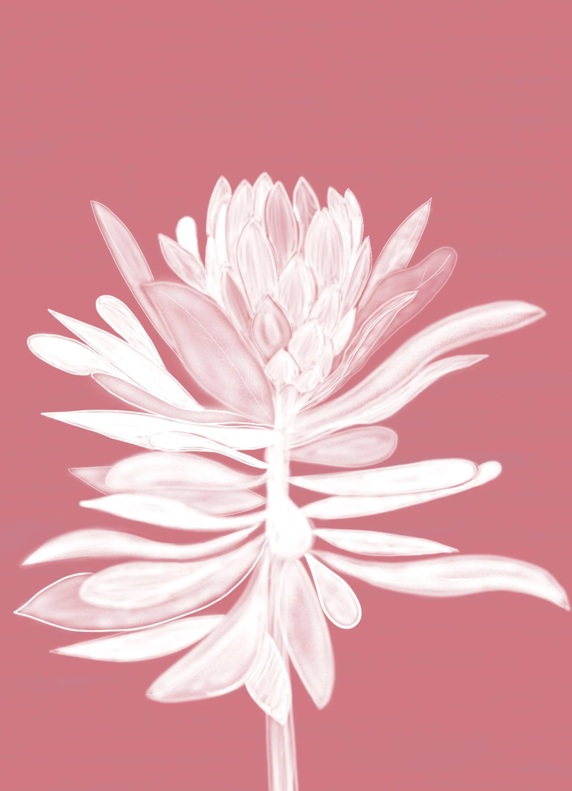 Unframed Prints*Whistlefish Pink Protea Small Art Print