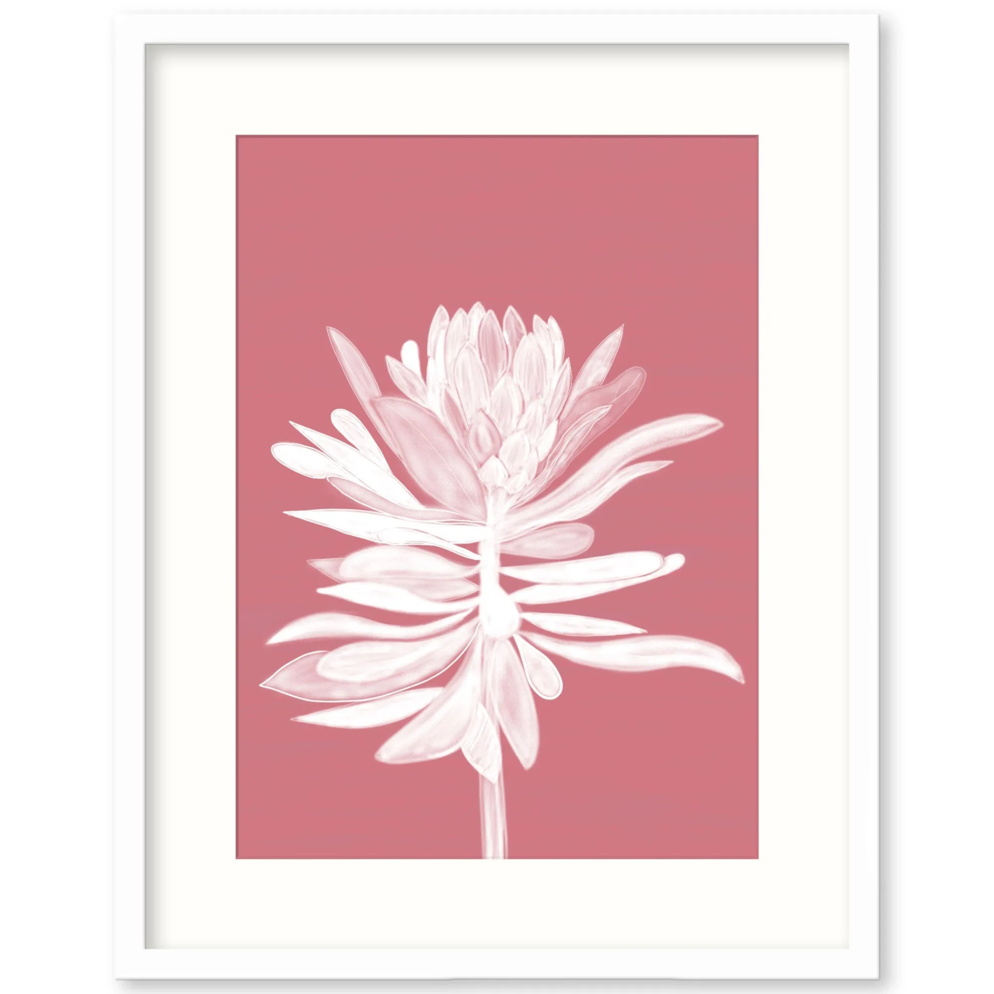 Framed Prints*Whistlefish Pink Protea Small Framed Print