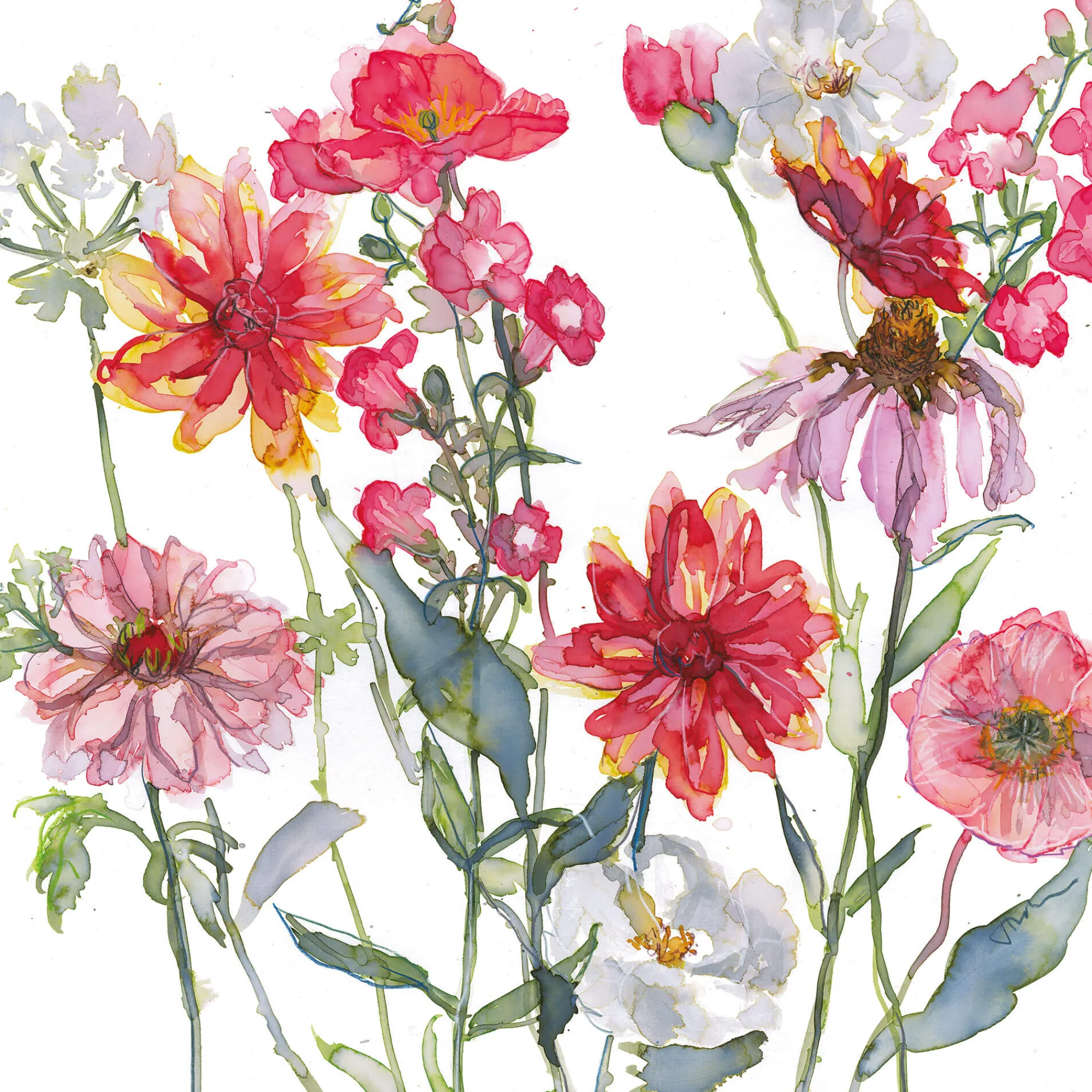Unframed Prints*Whistlefish Poppies Art Print