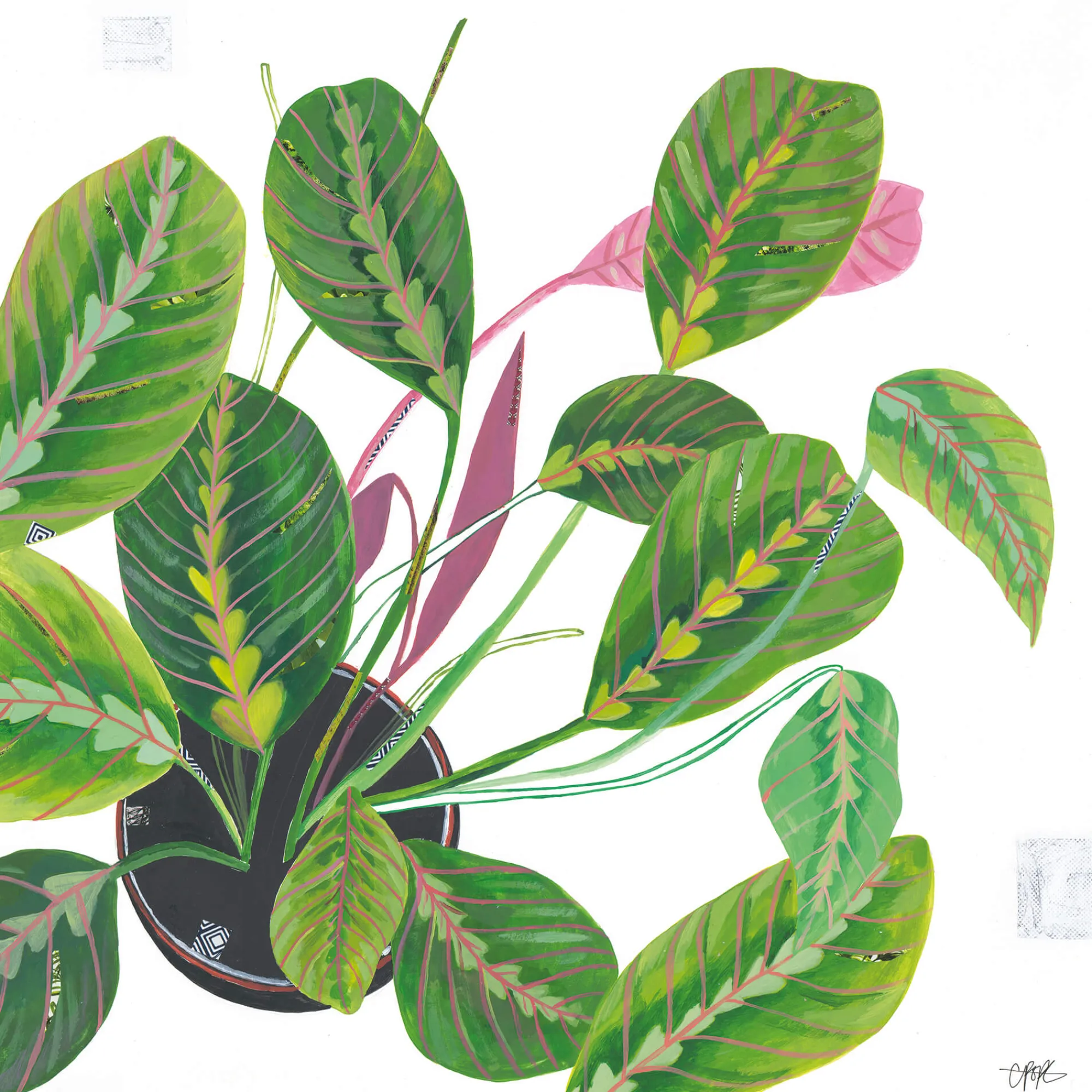 Unframed Prints*Whistlefish Prayer Plant Art Print