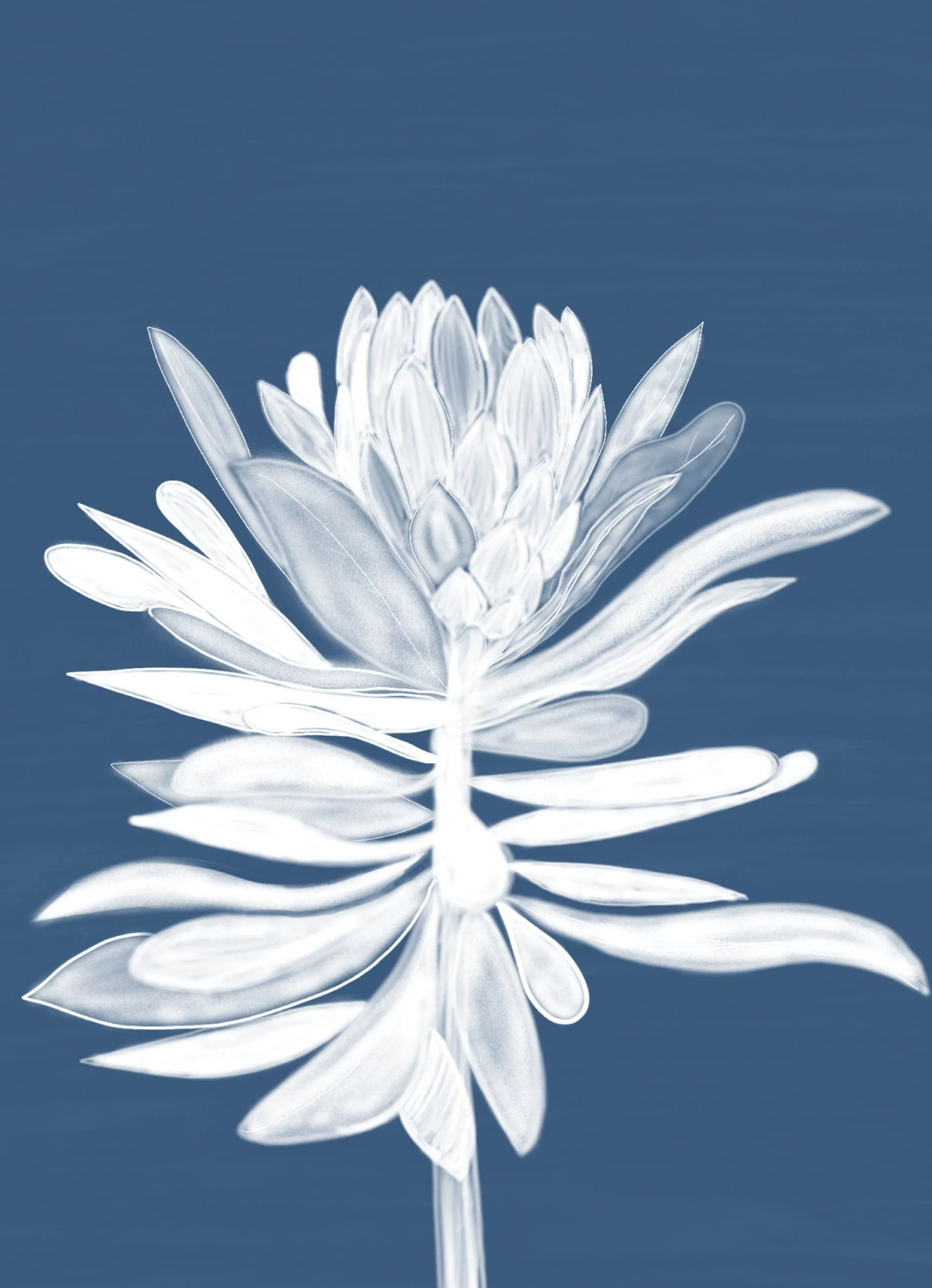 Unframed Prints*Whistlefish Protea Small Art Print