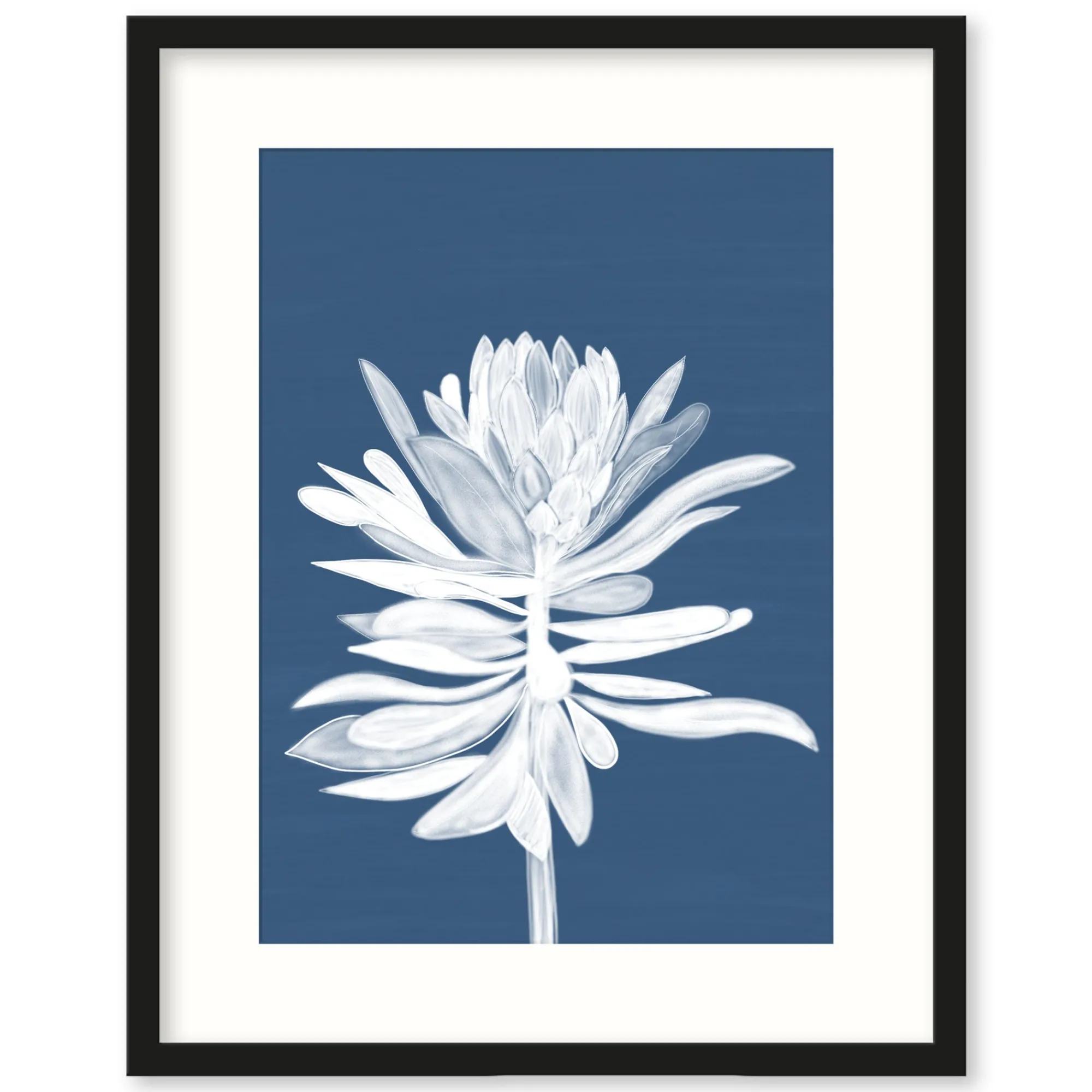 Framed Prints*Whistlefish Protea Small Framed Print