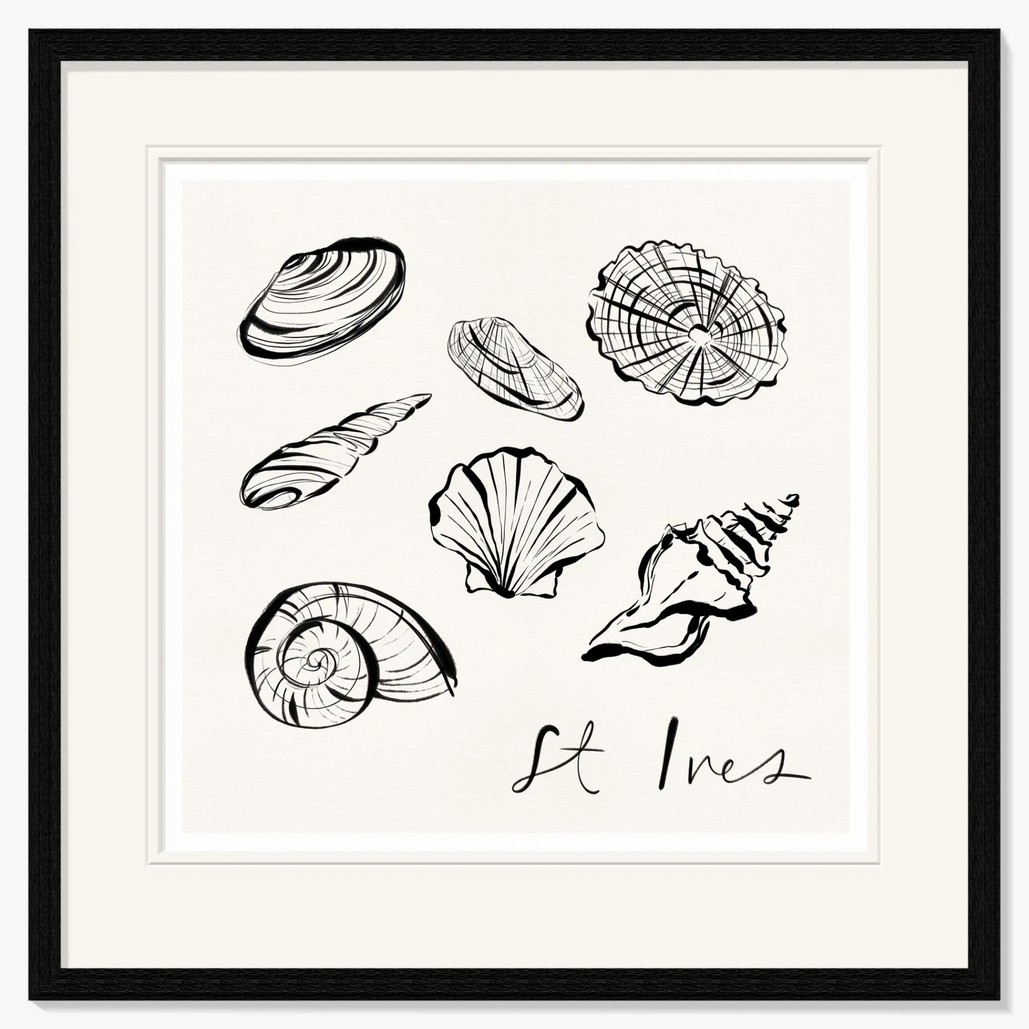 St Ives|Cornwall*Whistlefish St Ives Shells Framed Print