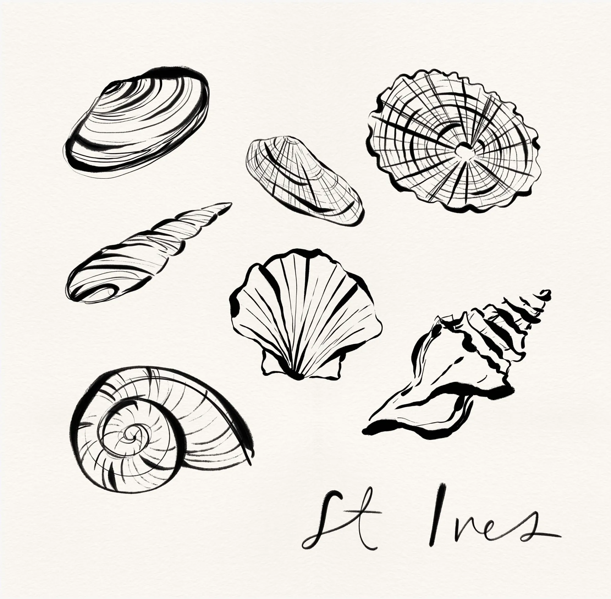St Ives|Cornwall*Whistlefish St Ives Shells Framed Print